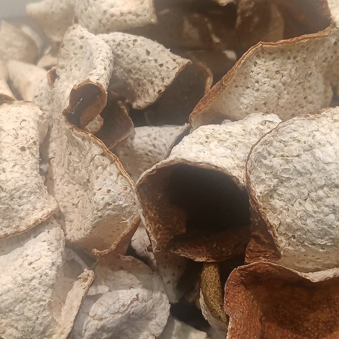 新會陳皮（10年，50g） 2