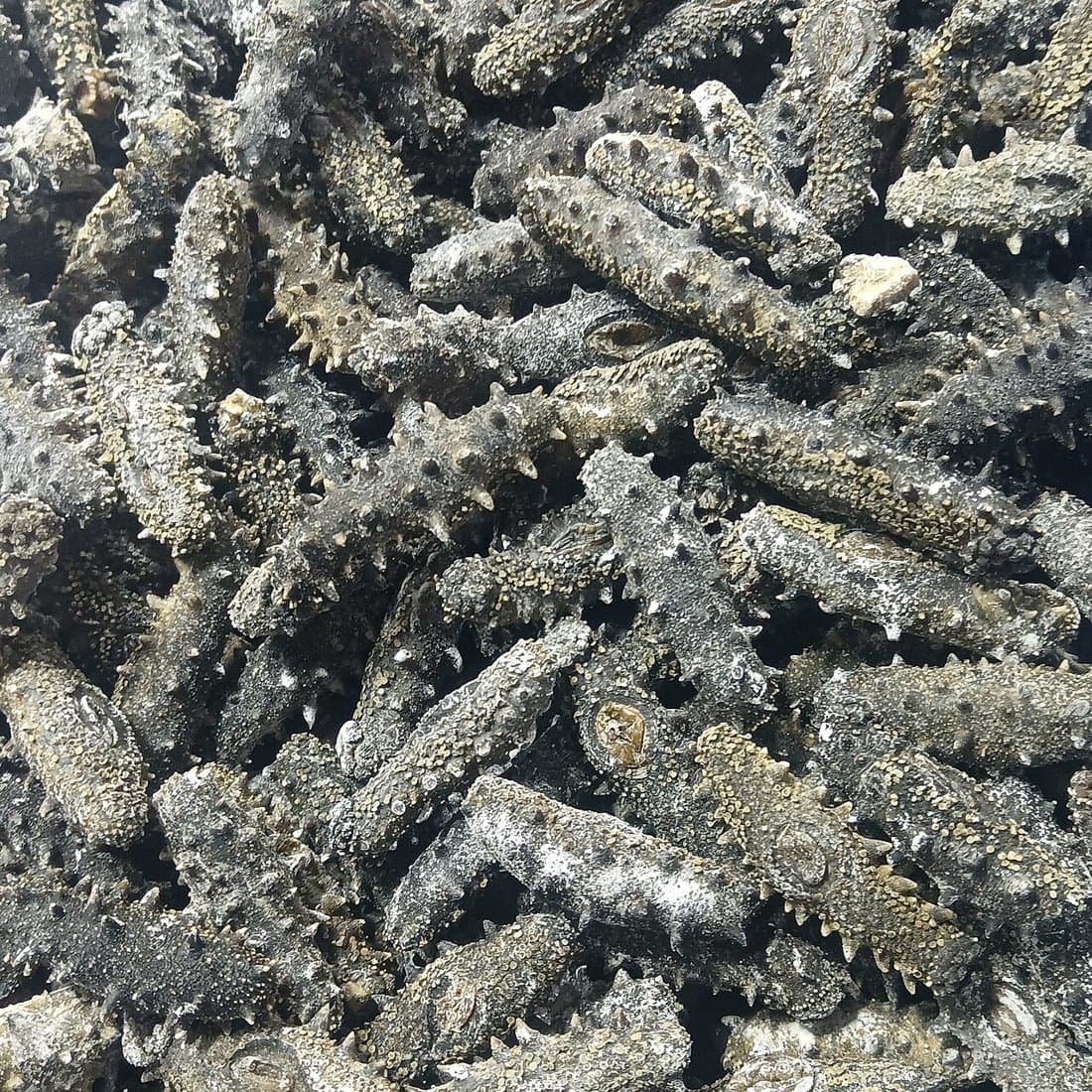 遼參（海參，8隻裝） 2