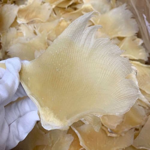 魚翅（150g） 2